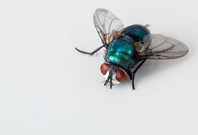 古代有没有苍蝇 古时候有苍蝇吗
