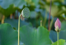 蓮蓬怎么吃可以生吃嗎