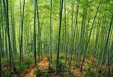 竹子是生长速度最快的植物为什么它能长得那么快 竹子快速生长是什么原因