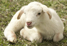 羊怀孕几个月生小羊羔 羊几个月生小羊羔