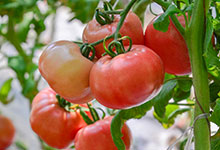 没有熟的青西红柿能吃吗 没有熟的青西红柿有毒吗