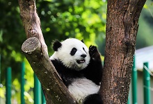 大熊猫属于什么科动物 大熊猫是什么科动物