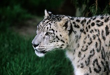 雪豹属于国家几级保护动物 雪豹是什么级别保护动物