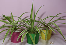 具有极强的空气净化功能有绿色净化器美称的室内植物是 什么植物被称为绿色净化器