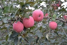 红富士苹果产地在哪里的最好吃