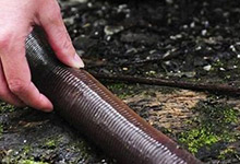 世界上最大的蚯蚓最早是在哪发现的 世界上最大的蚯蚓在哪被发现的