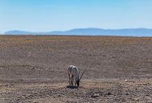 藏羚羊是我国哪个地区的特有动物 藏羚羊是哪个地区的特有动物
