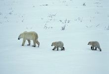 北极熊是几级保护动物 北极熊属于哪种保护动物
