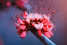 桃花的營(yíng)養(yǎng)價(jià)值