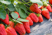 清洗草莓的正确方法 怎么清洗草莓