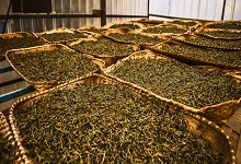 茶叶怎么制作过程 茶叶如何制作方法