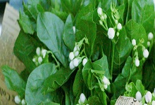茉莉花驱蚊子吗 茉莉花可以驱蚊子吗
