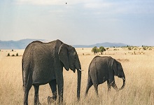大象的耳朵耷拉着有什么作用