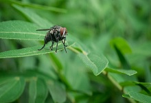 个头很大的黑苍蝇是什么蝇 特别大的黑色苍蝇叫什么