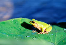 青蛙有几根手指 青蛙栖息环境