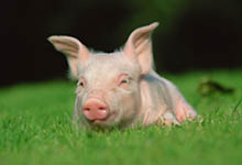 为什么猪喜欢拱泥土和墙壁 猪为什么喜欢拱泥土和墙壁