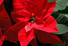 圣诞红的花瓣是红色的吗 圣诞红的花瓣是什么颜色