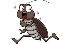 为什么蟑螂喜欢在晚上出来