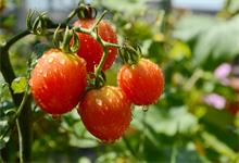 种植西红柿的方法 西红柿的种植方法