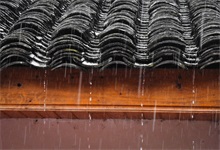 要下雨的征兆有哪些 下雨时哪些动物有征兆