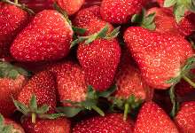 北京昌平草莓的主要品种有哪些 昌平草莓的品种