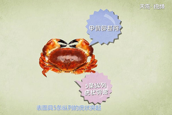 面包蟹的功效与作用