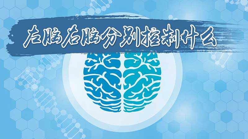 左脑右脑分别控制什么 思考问题用左脑还是右脑