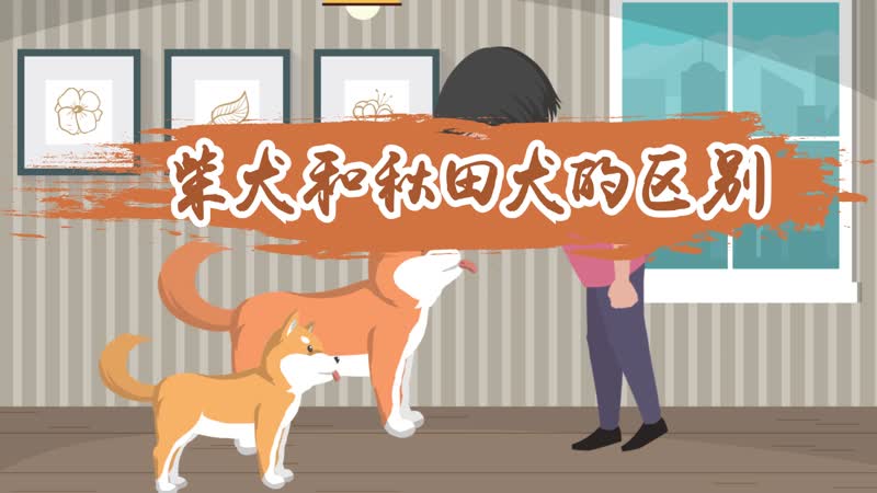 柴犬和秋田犬的区别 柴犬和秋田犬有什么不同