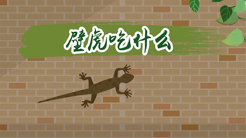壁虎吃什么 壁虎以什么为食