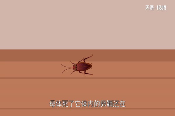 蟑螂为什么不能踩 蟑螂为何不能用脚踩