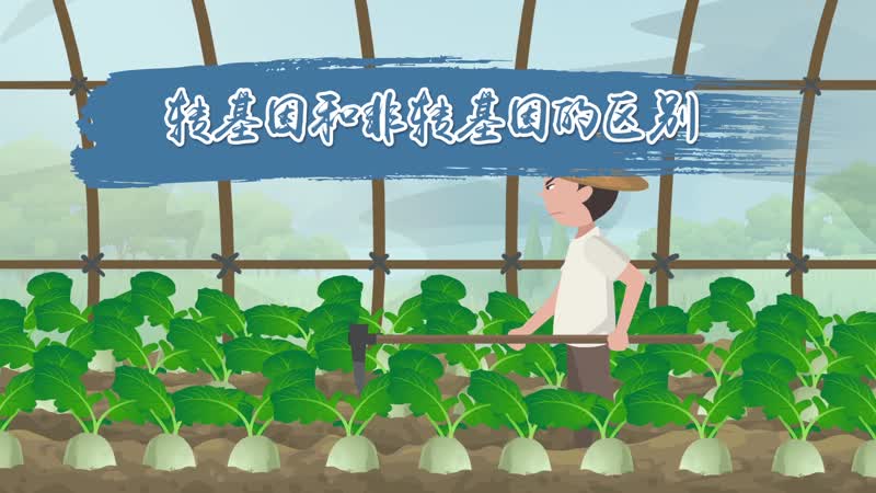 转基因和非转基因的区别 什么叫转基因和非转基因