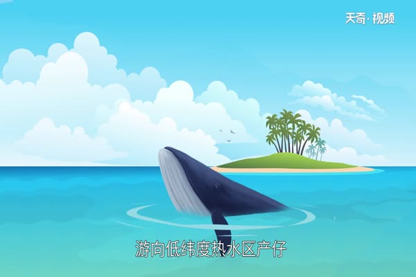 鲸鱼是哺乳动物吗 鲸鱼以什么为食
