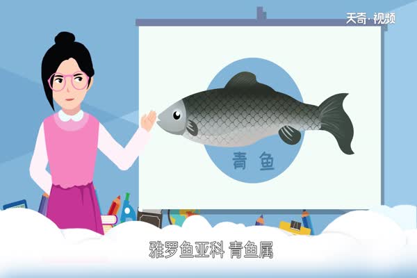 青鱼是什么鱼 青鱼和草鱼是一种鱼吗