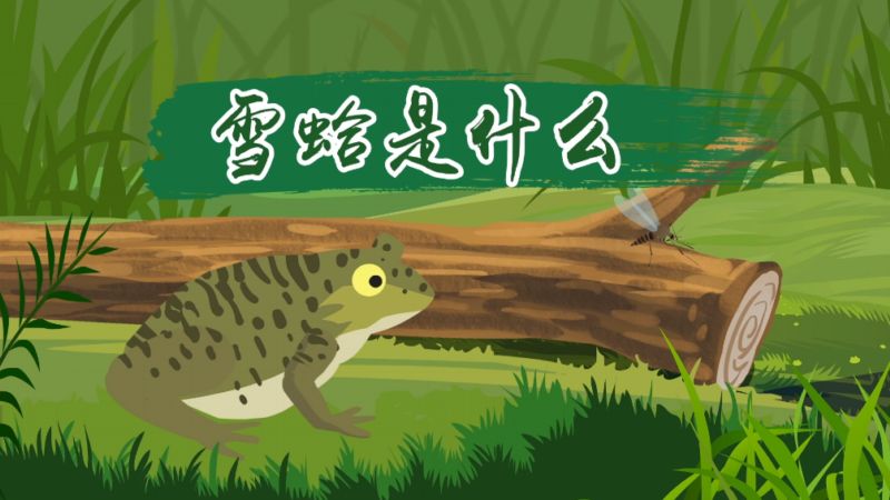 雪蛤是什么 什么是雪蛤