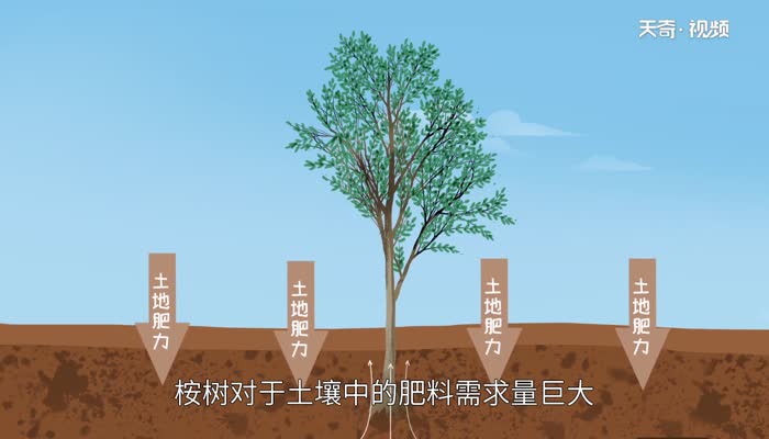 桉树的危害 桉树对环境的影响