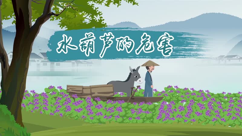 水葫芦的危害 水葫芦有哪些危害