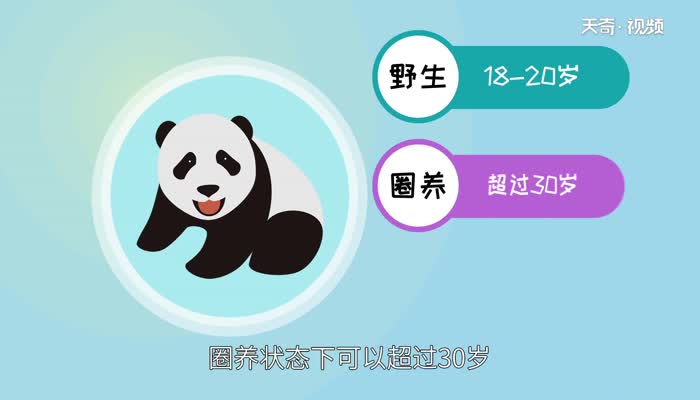 大熊猫寿命 大熊猫能活多久