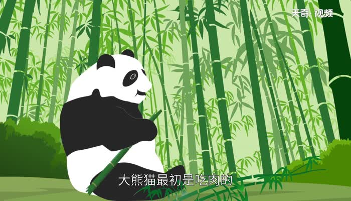 大熊猫寿命 大熊猫能活多久