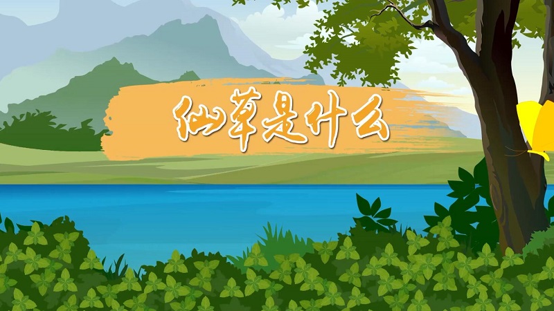 仙草是什么 仙草的用途