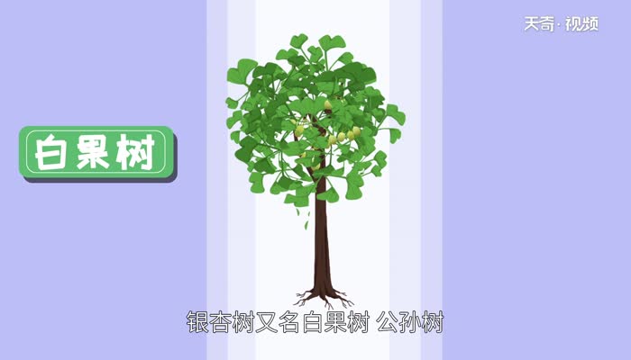 银杏树的特点 银杏树有什么特征