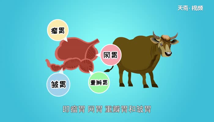 牛有几个胃 牛胃分别叫什么