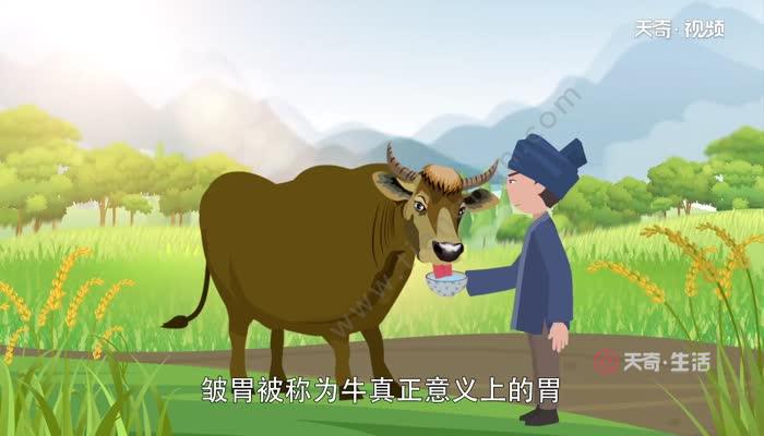 牛有几个胃 牛胃分别叫什么