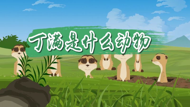 丁满是什么动物 丁满是什么