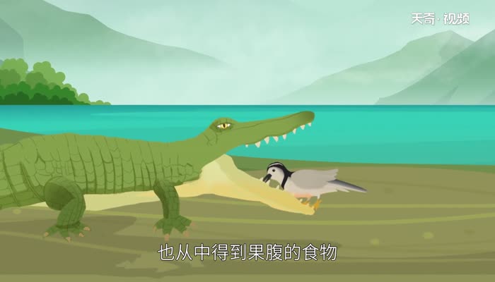 鳄鱼与牙签鸟是什么关系 鳄鱼与牙签鸟有什么关系