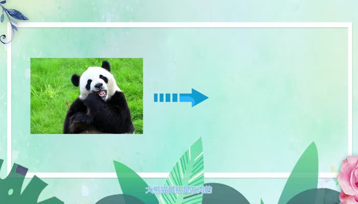 熊猫的特点 熊猫有哪些特点