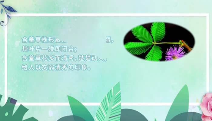 秋天有什么花 秋天的花有哪些