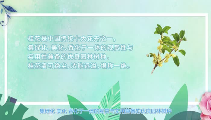 秋天有什么花 秋天的花有哪些