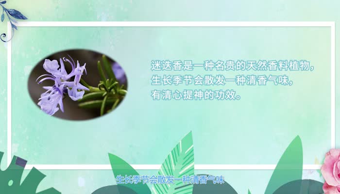 秋天有什么花  秋天的花有哪些