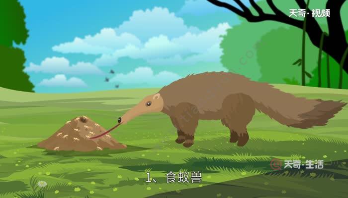 蚂蚁的天敌是什么动物 蚂蚁害怕什么动物