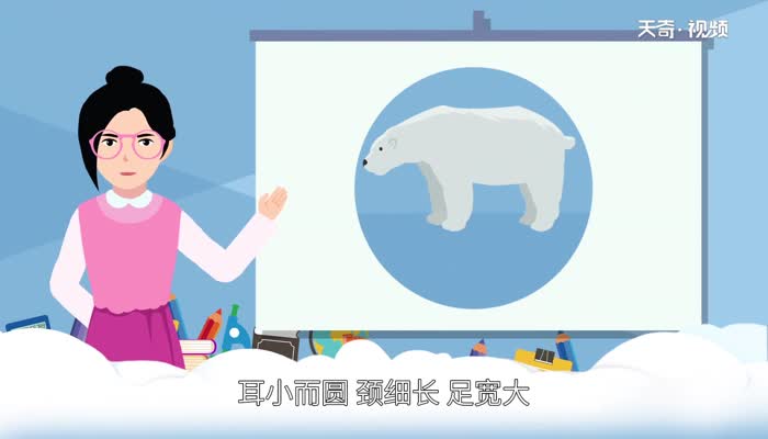 北极熊的皮肤是什么颜色 北极熊皮是什么颜色的
